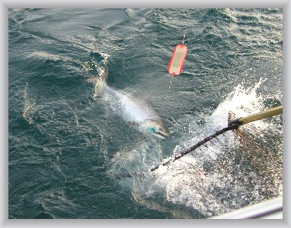 *Netting Another Quailty Chinook "King" Salmon*